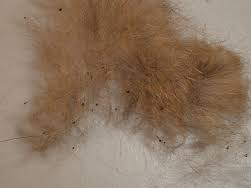 how do you if your has fleas fleas my cat does not fleas the cat doctor how do you if your has fleas fleas my cat does not fleas the cat doctor