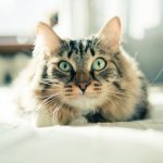 Older Cat