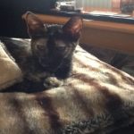 Paloma